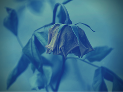 사랑을 하고 있습니다