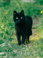 고양이전사들 원작 분석