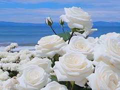 이이다 셰리 19 XX