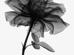 어느 날 꿈에서 남자가 나오기 시작했다