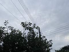 정공룡이 죽었다. (1)