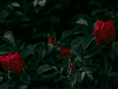 로스 엘리시아 사망로그.