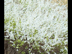 Spirea (6) 아홉 해