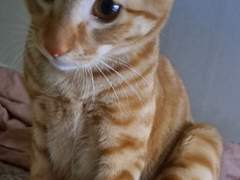 어제도 비가 왔어.