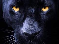 집 나간 고양이 : 06