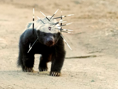 롤쏜 Oh! Sorry 로드리고 下-2