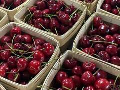 もりお りんや XX 18