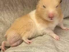 봉방 커미션 시즌1