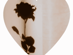 집착수 길들이기