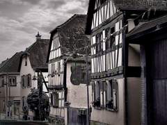 비타 M. 윈터 | xx | 후플푸프 | 순혈