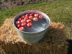 [산즈]사랑에 빠진 벚꽃 15