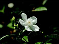 [이서언] 당신은 나의 것(jasmin) -1