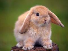 에..?제가 라이즈요..?<나무위키편>