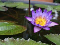 九. 戒香充滿(계향충만)(下)