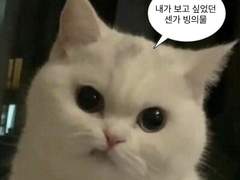 내가 보고 싶었던 센가 빙의물