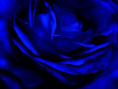 R.Cassmasceais/창작종족