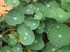 十(外). 成熟淸淨(성숙청정)