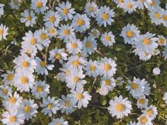 헤일리 프로필 (로키드림)