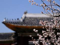 초를 쳐요, 초를!