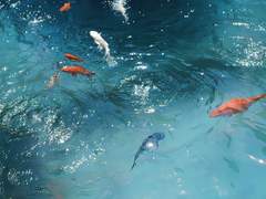 따끔한 첫사랑의 유사어는 샛노란 여름