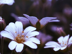 그 모든 것을 무릅쓰고도, 누가 죽음에게 이름을 붙여주었나