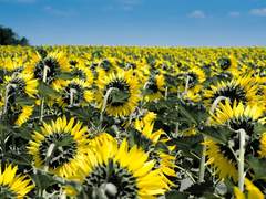 How do you remember me?