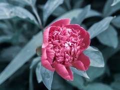 그리핀도르 / 잭 k.녹스 / 남성 / 머글