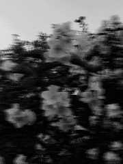 [원신 드림] 첫사랑, 끝사랑