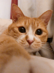 열 다섯, 사랑하는 내 고양이 