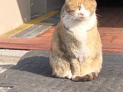 24. 02. 13. +CAT_고양이!