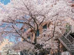 여좌천로망스다리 上