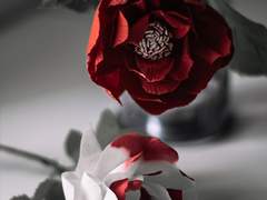 [디로제] 계약관계