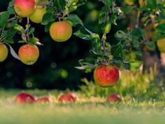 한여름, 한낮의 과수원 (1)