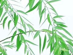 (2) 누나가 장관이 된다면