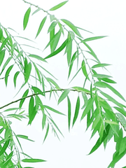 나의 최애를 위하여