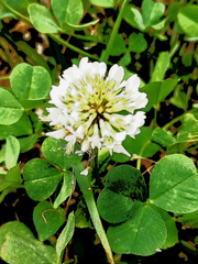 이 남자 가슴이 탐나는데 정상인가요?