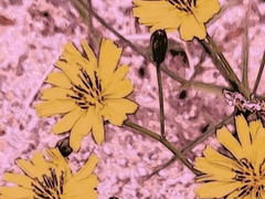 유부 클럽 예비 환영회