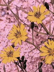 주사위는 던져졌다