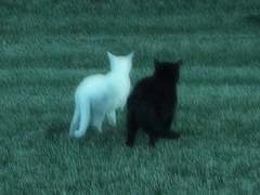 동료의 배신 (1/2)