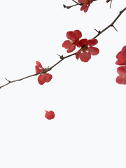 매화의 향은 더 진해지리라