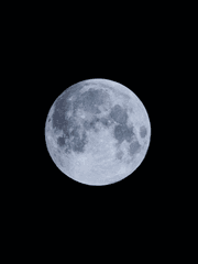 악마 집사와 검은 고양이