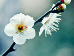 찬란하던 봄은 지나(2)