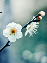 찬란하던 봄은 지나