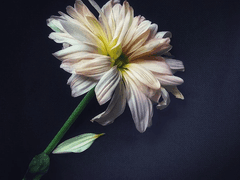 나 원래 후회물 안 먹는데