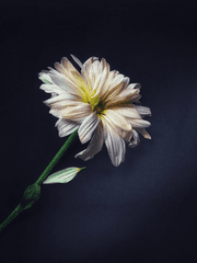 나 원래 후회물 안 먹는데