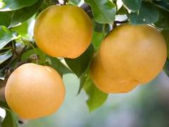 대식가 송태원 1