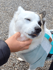 휴먼버그대학교