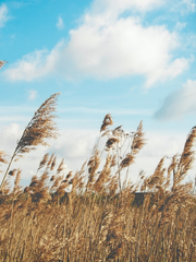 무혁은채 IF 단편