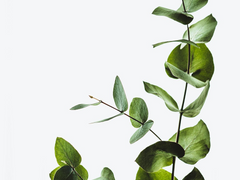 그리스 로마신화 {Greek and Roman Mythology}