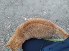 7. 기가 막히게 위로해주는 동네 치즈냥